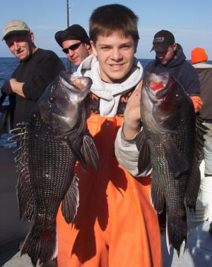 These are typical offshore sized sea bass